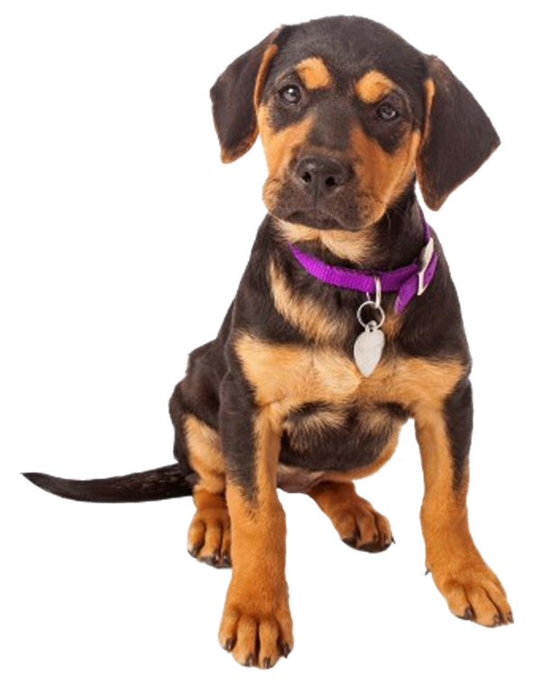 Veterinarians in Stuart, FL
